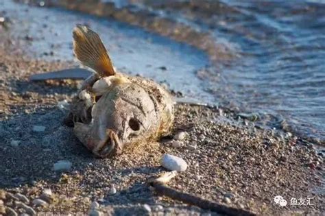 死魚 處理|魚死了，水壞了，怎麼辦？